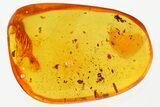 Detailed Fossil Beetle (Chrysomelidae?) Larva in Baltic Amber #335549-1